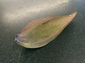 1470959100-name-that-plant-1 | Walter Reeves: The Georgia Gardener