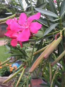 1471008538-name-that-plant-1 | Walter Reeves: The Georgia Gardener