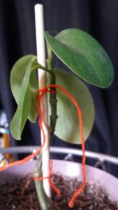 1472921244-name-that-plant-1 | Walter Reeves: The Georgia Gardener
