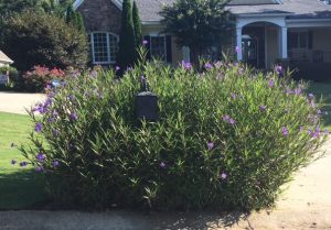 1473013325-name-that-plant-1 | Walter Reeves: The Georgia Gardener