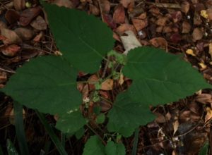 1474121723-name-that-plant-1 | Walter Reeves: The Georgia Gardener