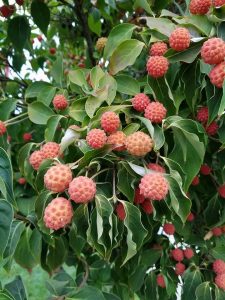 1474669897-name-that-plant-1 | Walter Reeves: The Georgia Gardener