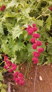 1476054631-name-that-plant-1 | Walter Reeves: The Georgia Gardener