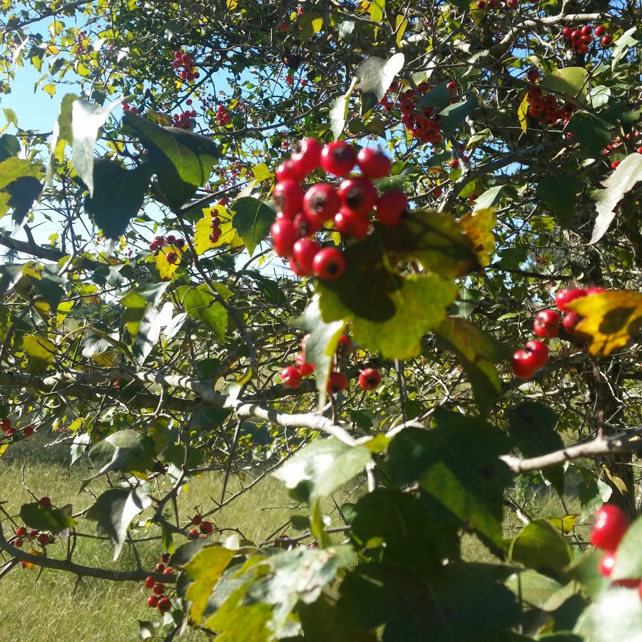 Thorny tree Walter Reeves The Gardener