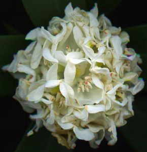 1476560937-name-that-plant-1 | Walter Reeves: The Georgia Gardener