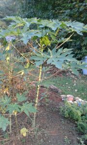 1477001772-name-that-plant-1 | Walter Reeves: The Georgia Gardener