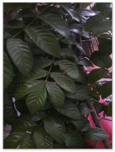 1477540826-name-that-plant-1 | Walter Reeves: The Georgia Gardener