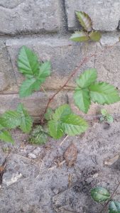 1479154285-name-that-plant-1 | Walter Reeves: The Georgia Gardener