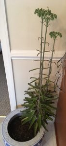 1480086040-name-that-plant-1 | Walter Reeves: The Georgia Gardener