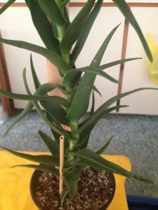 1485320611-name-that-plant-1 | Walter Reeves: The Georgia Gardener