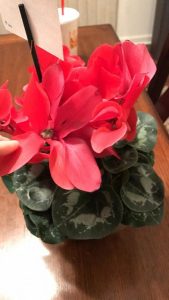 1486001960-name-that-plant-1 | Walter Reeves: The Georgia Gardener