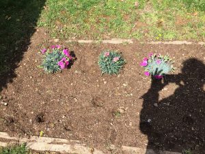 1491234627-name-that-plant-1 | Walter Reeves: The Georgia Gardener