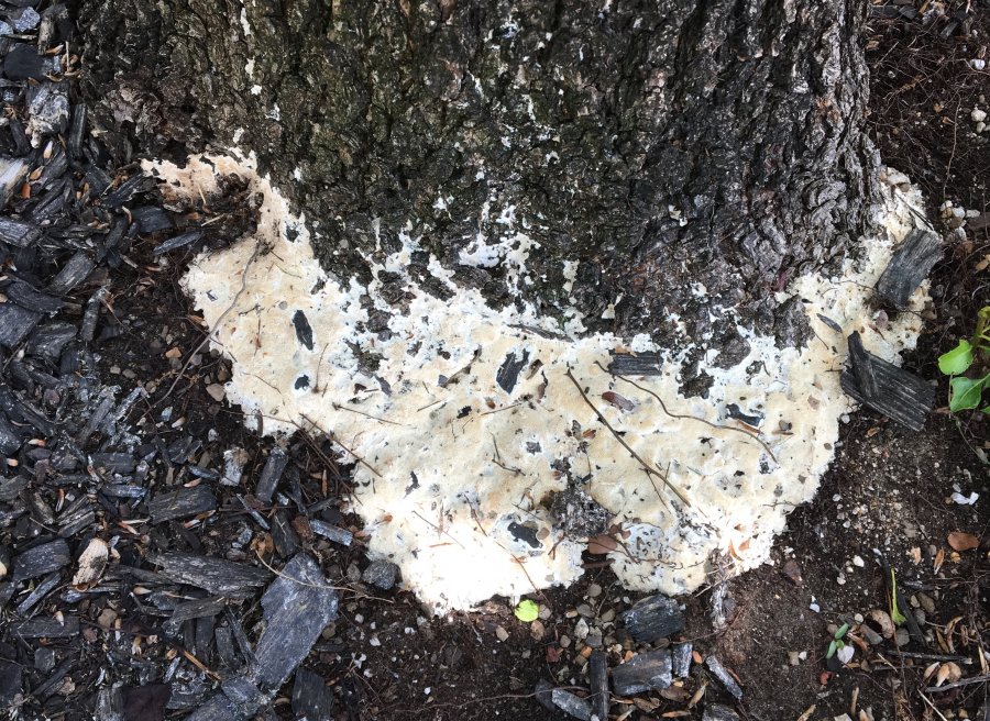 White is this white substance growing on my tree trunk? Walter Reeves