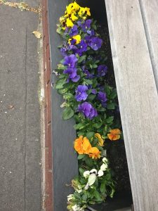 1492641976-name-that-plant-1 | Walter Reeves: The Georgia Gardener