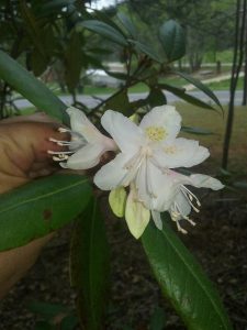 1492696038-name-that-plant-1 | Walter Reeves: The Georgia Gardener