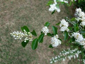 1492707600-name-that-plant-1 | Walter Reeves: The Georgia Gardener