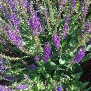 1492783927-name-that-plant-1 | Walter Reeves: The Georgia Gardener