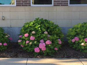 1492876857-name-that-plant-1 | Walter Reeves: The Georgia Gardener