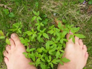 1492879587-name-that-plant-1 | Walter Reeves: The Georgia Gardener