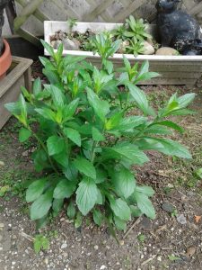 1492896443-name-that-plant-1 | Walter Reeves: The Georgia Gardener