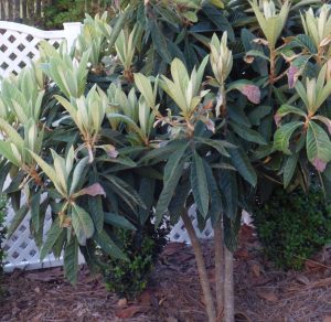 1492908081-name-that-plant-1 | Walter Reeves: The Georgia Gardener