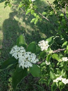 1492915440-name-that-plant-1 | Walter Reeves: The Georgia Gardener