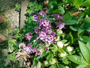 1493075245-name-that-plant-1 | Walter Reeves: The Georgia Gardener