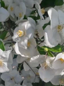 1493257577-name-that-plant-1 | Walter Reeves: The Georgia Gardener
