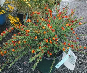 1493669432-name-that-plant-1 | Walter Reeves: The Georgia Gardener