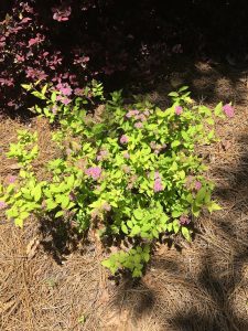 1493754254-name-that-plant-1 | Walter Reeves: The Georgia Gardener