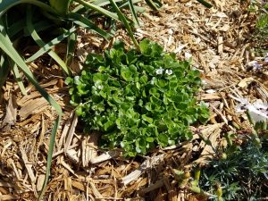 1493832548-name-that-plant-1 | Walter Reeves: The Georgia Gardener