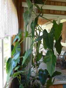 1494088991-name-that-plant-1 | Walter Reeves: The Georgia Gardener