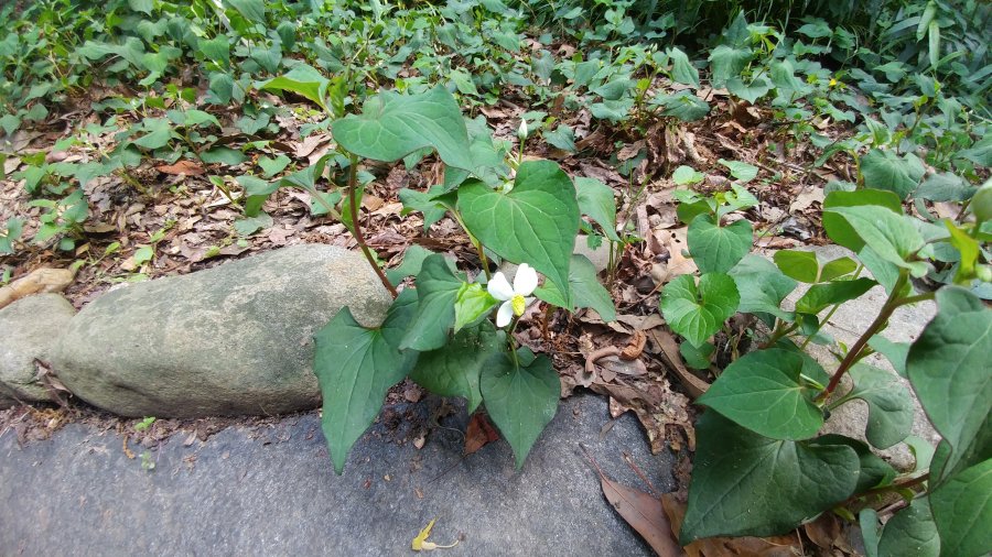 Prolific plant with heartshaped leaves &