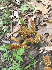 1494700810-name-that-plant-1 | Walter Reeves: The Georgia Gardener