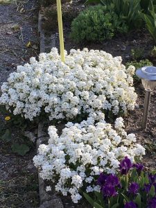 1494715585-name-that-plant-1 | Walter Reeves: The Georgia Gardener
