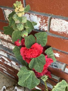 1494718142-name-that-plant-1 | Walter Reeves: The Georgia Gardener