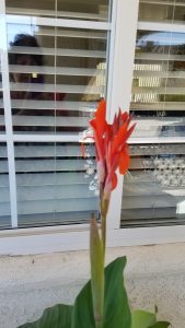 1494865850-name-that-plant-1 | Walter Reeves: The Georgia Gardener