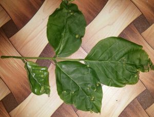 1495092669-name-that-plant-1 | Walter Reeves: The Georgia Gardener