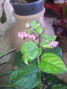 1495096381-name-that-plant-1 | Walter Reeves: The Georgia Gardener