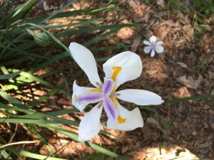 1495490150-name-that-plant-1 | Walter Reeves: The Georgia Gardener