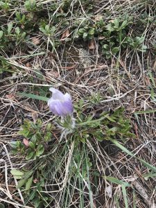 1495510364-name-that-plant-1 | Walter Reeves: The Georgia Gardener