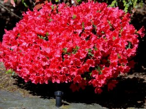 1495565431-name-that-plant-1 | Walter Reeves: The Georgia Gardener