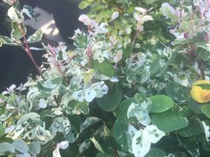 1495585806-name-that-plant-1 | Walter Reeves: The Georgia Gardener