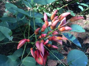 1495626073-name-that-plant-1 | Walter Reeves: The Georgia Gardener