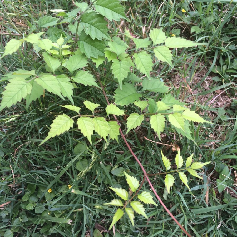 Worried about poison sumac… Walter Reeves The Gardener
