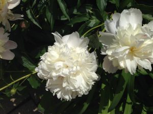 1496102943-name-that-plant-1 | Walter Reeves: The Georgia Gardener