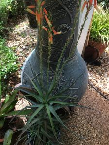 1496336135-name-that-plant-1 | Walter Reeves: The Georgia Gardener