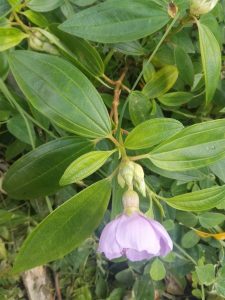 1496341376-name-that-plant-1 | Walter Reeves: The Georgia Gardener