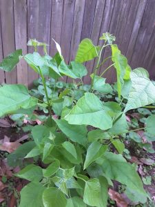 1496361772-name-that-plant-1 | Walter Reeves: The Georgia Gardener