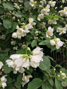 1496441563-name-that-plant-1 | Walter Reeves: The Georgia Gardener